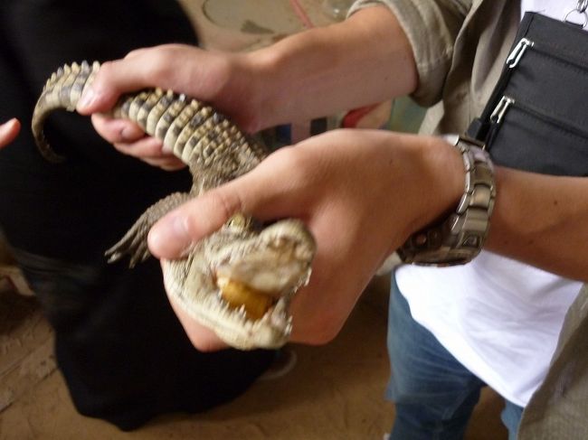 古代では神か神格化していたワニですが。