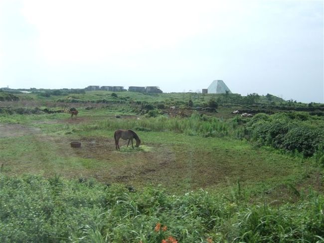 車中より<br /><br />済州島の馬は離し飼いだそうです。