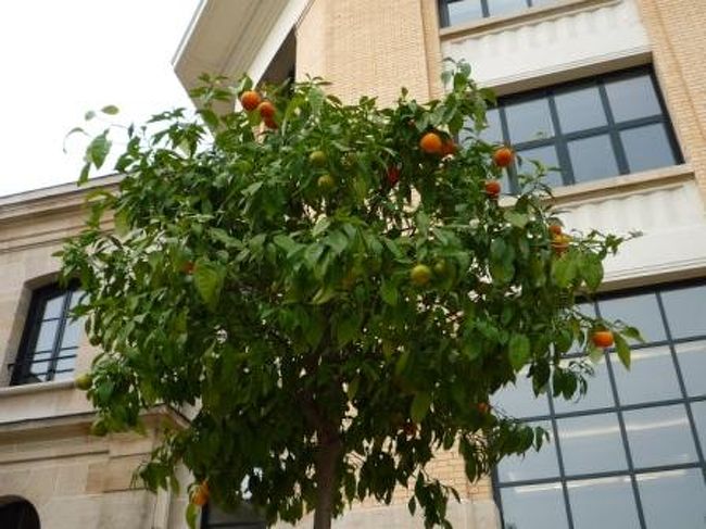 入口の前にはオレンジの木が。