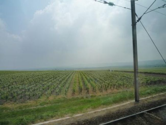車窓からは一面に広がるブドウ畑が。