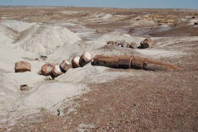 7月12日　ｷﾞｬﾗｯﾌﾟ→化石の森公園→ｼﾞｬｯｸﾗﾋﾞｯﾄ→ﾐｰﾃｲｱｸﾚﾀｰﾌﾗｯｸﾞｽﾀｯﾌﾟ<br />　　362km(3483Km)<br />化石の森公園：ここは木が化石になっている所として紹介されていますが、化石だけでなく色々な風景が楽しめる所でした。その中で、先住民の集落跡地があり横の崩れかけた岩に、狩猟とか生活の様子を描いた岩絵がありました。木の化石は直径1m程度の巨木が無数に化石になっていました。地表に出ているものもあればまだ途中のもありました。<br />