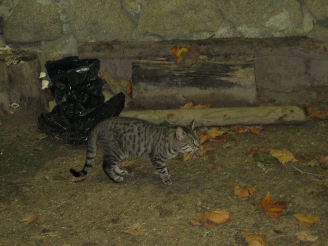 城跡をすみかにしている猫さんです。えさがおいてあったので、きっとこの城跡の人たちに世話されているのでしょう。