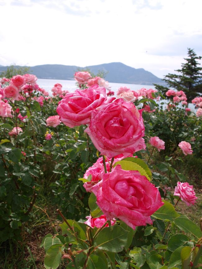 丁度バラの季節。造花じゃないかって思うぐらい見事なバラがいっぱい！<br /><br />歩き方によると、隣の町ウスパルタがバラで有名らしい。<br />しかも６月の第一週は毎年バラ祭りなんだとか！！<br />今じゃん(≧▽≦)って思ったら、今年は第二週に変更になったんだって。<br />うわーーーん。残念。