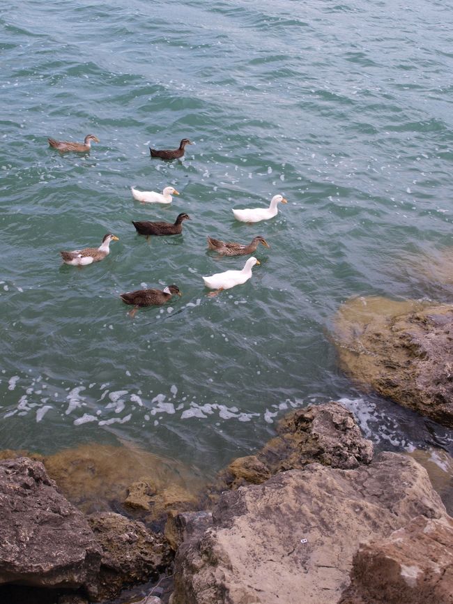 鴨がいっぱーい♪