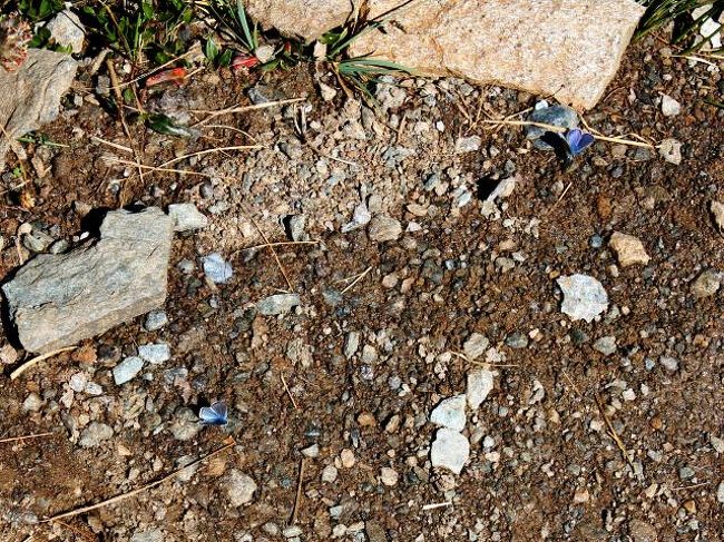 足元を見ると、小さくて青い蝶々が。<br /><br />何の種類かわからないのですが<br />たくさんいると、逆に気色悪いです。