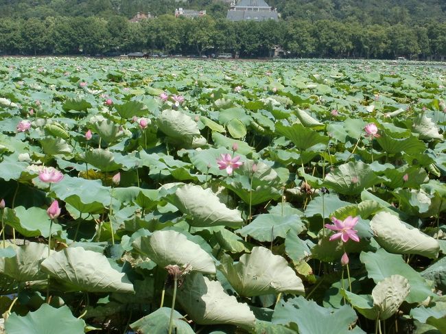 蓮の花が沢山咲いていました