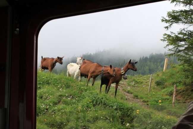 ヤギですかね。<br /><br />鈴がカランコロンってハイジみたいでした。