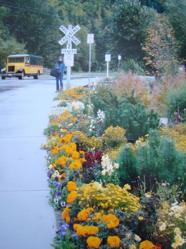 しんしんと凍える寒さの中でこんなにキレイにけなげに咲いてくれている花たちです。