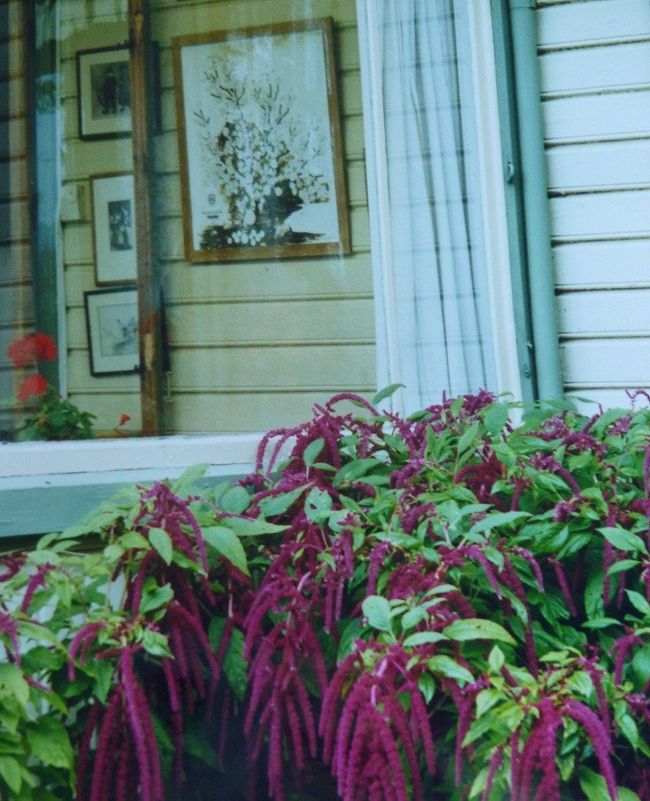 　グリーグの家、ケイトウの花。