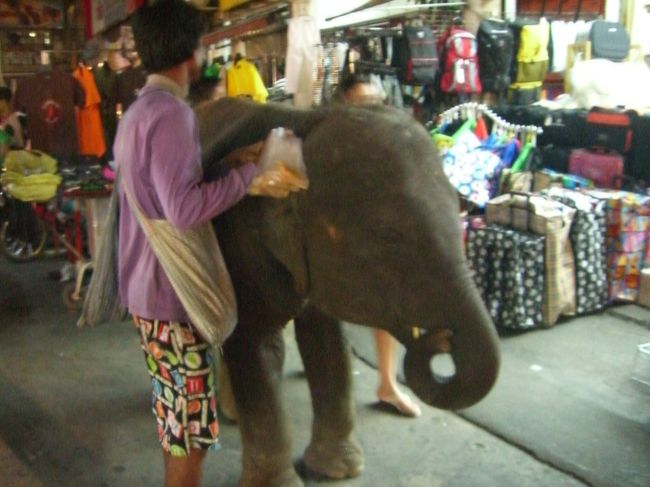 タクシーに乗るお金がなかったので帰りは徒歩でした。<br />市場を抜けていくと、何故か小象が…。<br />あと、道中物凄い大きな犬が牙をむいて突進してきてビビりました。<br /><br />凄い国です(笑)