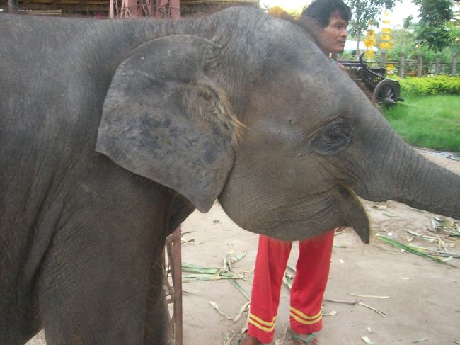 その後別料金で象に乗りました。<br />しかし生憎大人の象は｢営業｣に行っていて一頭もおらず、いるのは手を出すと鼻で握手してくれる可愛い小象だけでした。(ただし鼻水がつきます。)