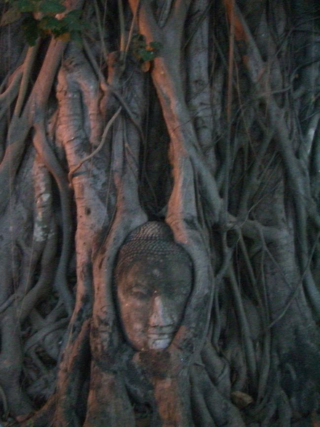 ここはワット・プラ・マハタート。<br />アユタヤでは隣国ビルマに破壊された際、仏像の首が全部切り落とされ、中の金銀財宝を盗まれたんだそうです。<br />その時打ち捨てられた首が偶然菩提樹に取り込まれた奇跡の産物がこちらです。<br />何百年も後に発見されたそうですが、最初に見た人は驚いたことでしょう。<br /><br />仏頭はどこか哀しげな表情を浮かべているように見えました。