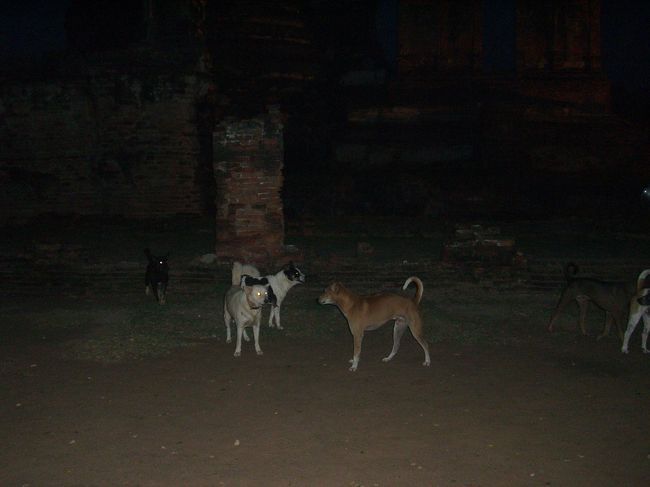 遺跡内にも大量の野犬が…。<br />しかもこちらは縄張り争いが熾烈で凶暴でした。<br /><br />でもガイドさん曰く、犬は昼寝ているだけだけど、夜はボディーガードとして付いてきてくれるとのこと。<br />確かにピッタリ付いてきて他の犬を追い払い、寺院の出口でお座りして見送ってくれたので、あながち嘘ではないかもしれません。