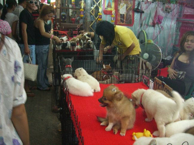 犬や猫まで売っています。<br />もう何でもアリです。