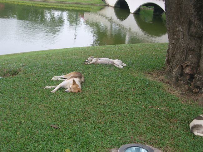 アユタヤはバンコクよりも犬だらけでした。<br />でも皆暑さでダウン。