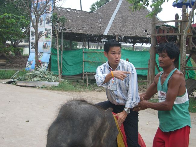 小象に乗れるのはそれはそれで珍しいらしいので、チャレンジしてみました。<br />写真は手本を示す自称「タイのキムタク」のガイドさんです。<br />私が乗る順番を待っていると、営業を終えた大人の象が戻ってきたのですが、目の前で頭より高い位置から隕石のような糞を落として歩いてく様を見せつけられてドン引きしてしまったため、小象を希望しました(笑)<br /><br />乗り心地は……直乗りはあんまりお勧めできません。<br />まあしょうがないですが、手が獣臭くなりました。
