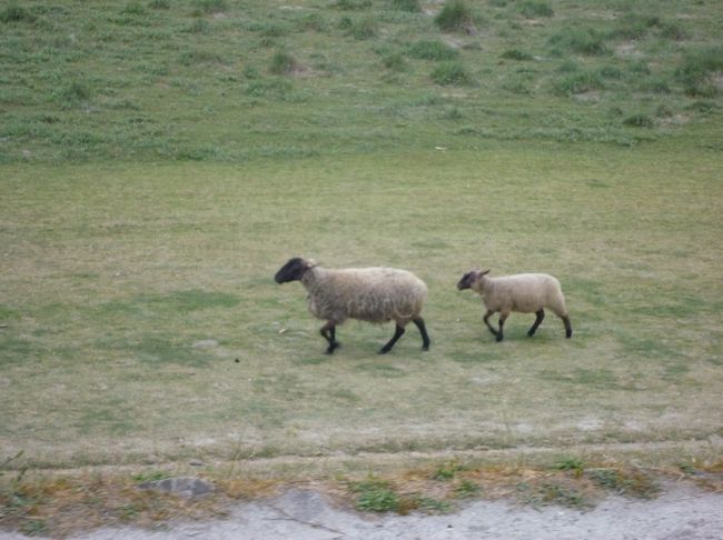 昨晩の臭いの犯人。プレサレと呼ばれる、<br />高級羊ちゃん☆<br /><br />親子かわいい〜ｗｗ<br /><br />いつか私の口に入るのかしら・・ゴメン
