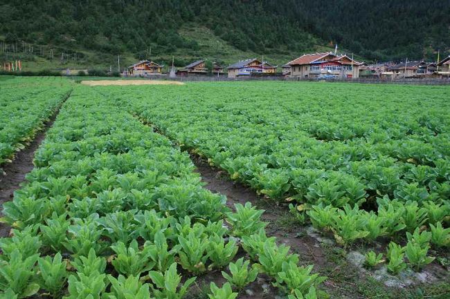 チベット族の集落と畑。<br />ところどころで農作業の風景を垣間見ることができました。<br /><br />今回の旅行では食事に炒め野菜が多く、また口にも合い<br />お野菜をたくさん食べました。よく食べたのはチンゲンサイ、クウシンサイ、白菜、キャベツ、モロヘイヤに似た野菜…などなど。<br />それと、淡水魚のお料理や豆腐料理が美味しかったです。<br />「到喉龍了（ダオ　ホー　ロン　ラ）」お腹一杯になりましたという言葉を教えてもらいました。<br /><br />水もいいので、顔を洗っても突っ張ることなく<br />日増しに肌がつやつやになっていくような気がしました。