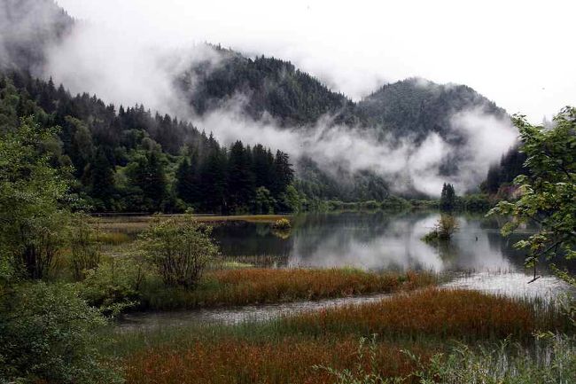 箭竹海（だったと思う）。<br />パンダの好きな竹の海。このお隣に熊猫（パンダ）海もありました。<br />パンダ海の云われは、昔パンダがこの海の水を飲んでいたということから名づけられたそうです。<br /><br />ところで、九寨溝の湖水はなぜ海と呼ばれているのでしょうか？<br />それはこの辺りに住んでいたチベット族が海を見たことがなくこれらの湖水こそが海だと思って名づけたそうです。<br /><br />九寨溝も黄龍と同じく１９９２年にユネスコの世界自然遺産に登録されたそうです。