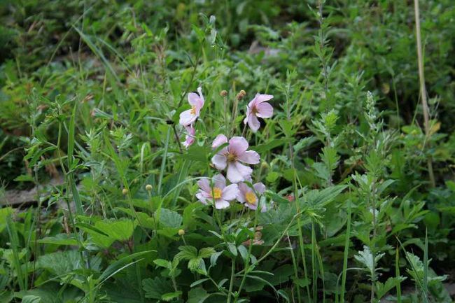 秋明菊（シュウメイギク）じゃなかな？<br />このあたりの花々はとても可憐で<br />いっぱい写真を撮ってしまいます。<br />図鑑でも持ってゆけばよかったな〜と思いました。<br /><br />ここからバスで移動し、Ｙ字谷のもうひとつのルートへ移動します。<br />