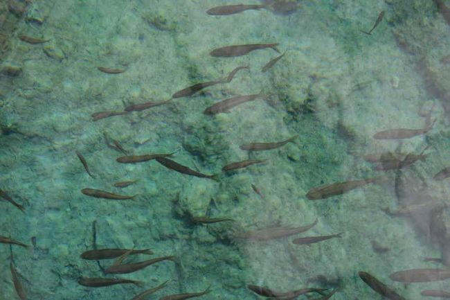 高山裸鱗魚（こうざんかりんぎょ）。<br />水の中を覗けば魚の群れ。<br />鱗のない魚だそうです。<br /><br />ところで、チベット人は魚を決して口にしないそうです。<br />それは死者を埋葬するときに<br />一度水の中へ浸す儀式をするからだそうです。<br /><br />「古い風習で、チベット人は一生に三度風呂に入る」<br />とガイドさんが教えてくれました。<br />一回目は生まれたとき<br />二回目は結婚するとき<br />そして三回目は死んだとき。<br />とはいえ、現在のチベット人はちゃんとお風呂に入っているそうですよ。