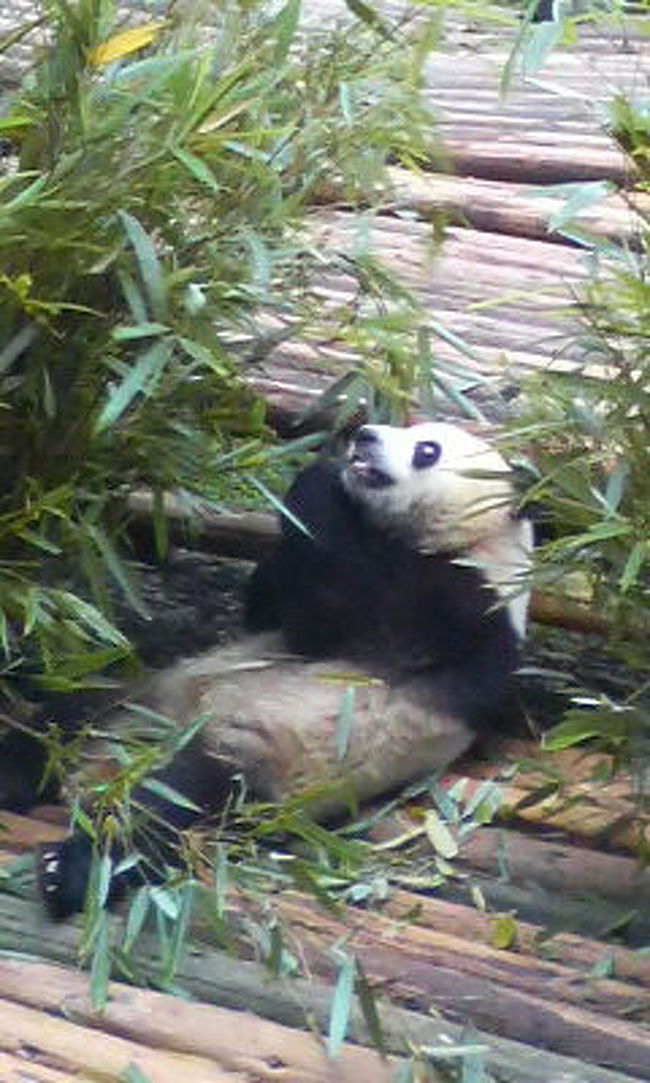 大熊猫。（タ　シュン　マオ）<br />パンダ繁育研究基地へは朝一番に行くのがおススメ。<br />それはパンダは朝、一番活動しているからだそうです。<br />それに観光客が少ないから。<br />ちなみにパンダ園を一周し<br />もう一度同じ場所へ行くと、もう人の山。<br /><br />一人で遊んでいるパンダ<br />三人で遊んでいるパンダ<br />それぞれに個性があるみたい。<br /><br />パンダを抱っこすることができました。<br />生後２〜３年の子どもパンダでも体重が<br />２０〜３０?あるとか。<br />ずっしりとした重みでした。<br />わりに毛は剛毛。<br /><br />さらに生後６日の赤ちゃんパンダは保育器の中に。<br />肌がピンクで白い産毛が生えていました。<br />７〜９月にしか見られないそうです。<br /><br />パンダグッズを買い込みました。<br /><br /><br />