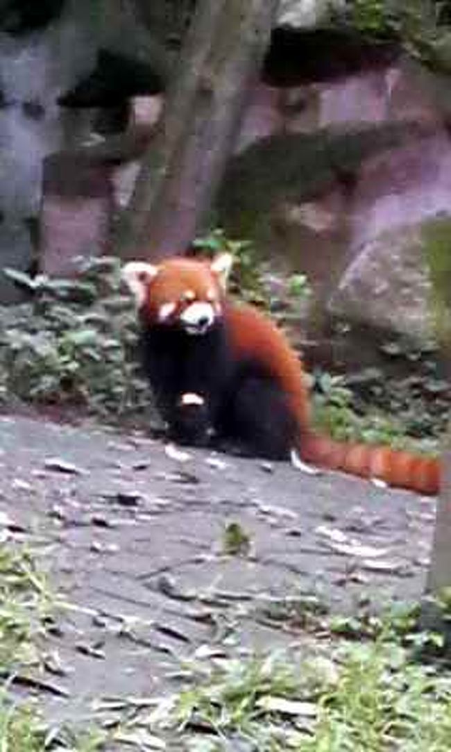 小熊猫。（シャオ　シュン　マオ）<br />レッサーパンダは、ジャイアントパンダに比べ<br />動きが早く、撮影に手間取りました。<br />携帯のシャッター時間、かかり過ぎ。<br /><br />どのレッサーパンダも<br />日本の風太君のように二本足で立ってました。<br />そういえば<br />風太君には双子ちゃんがいましたね。<br /><br />レッサーパンダ、それぞれに<br />わりと見分けがつきます。<br />双子ちゃんでも分かるかな？<br /><br />日本の動物園でレッサーパンダを見ますが<br />ここの小熊猫はのびのびと走り周って<br />幸せそうだな…<br /><br />