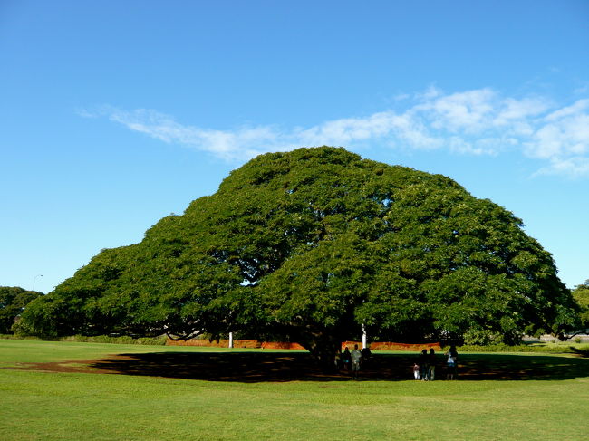 バスに乗り込んでミニツアーへ出発！<br />まず到着したのはモアナルアガーデン。<br />〈この木なんの木〉があるところです。<br />何回見ても美しくて、かわいい木。<br />この大らかな姿がいいなあ。
