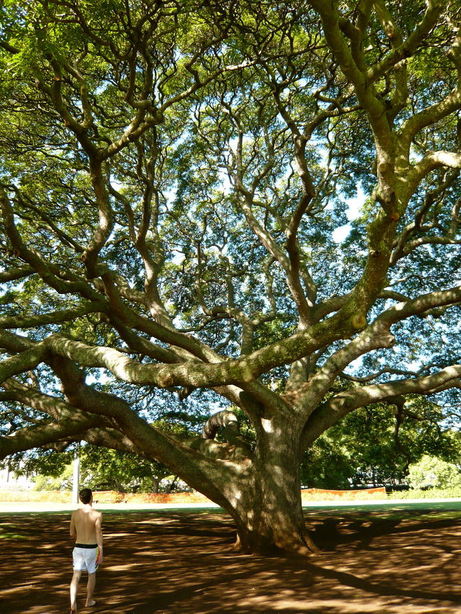 この木なんの木の中に入ってみると、こんな感じ。<br />木陰は涼しい〜。<br />この木、モンキーポッドって言うんですよね。