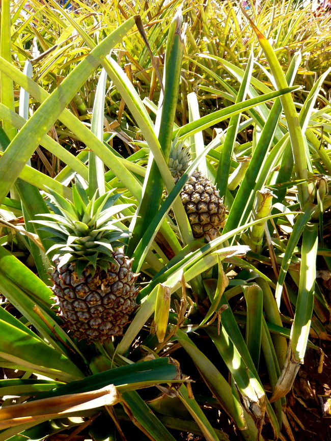 アイスを食べながら敷地内をぷらぷら。<br />パイナップル畑の中で<br />パイナップルアイスを食べるって<br />なんてしあわせなのー★