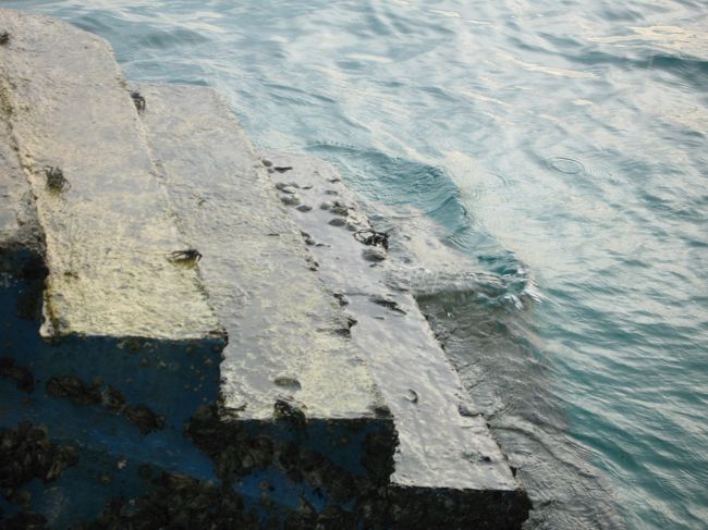 桟橋にたくさんいた蟹。渡り蟹っぽかったです。