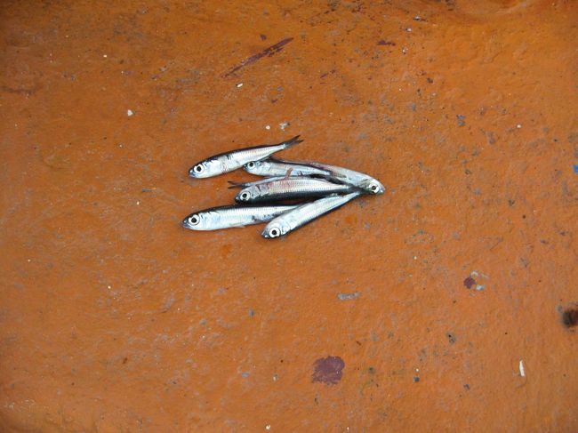 魚釣りでとれていたアンチョビ。（カタクチイワシ）レンギス島近くの桟橋に群れでたくさん泳いでいました。