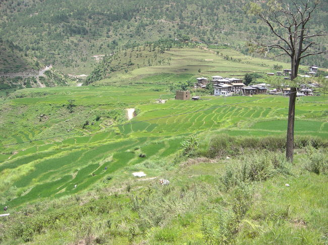 段々畑に青々とした稲が育っています。