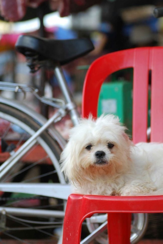 カンボジアでは犬も食べるそうです。<br />もちろんこの子は観賞用です。ヨかったネ・・