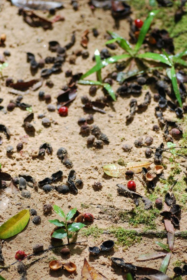 うっそうとしたジャングルの樹々が降らす、たくさんの木の実。