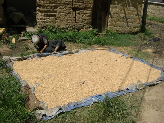 米を天日干しにしています。
