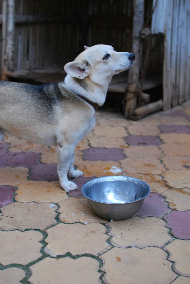 「Ｒ＆Ｒ」の用心棒。<br />最近、相棒が死んでかわいそう。<br />さて、くどいようですが、食用ではありませんョ・・んん、アブナイかな？