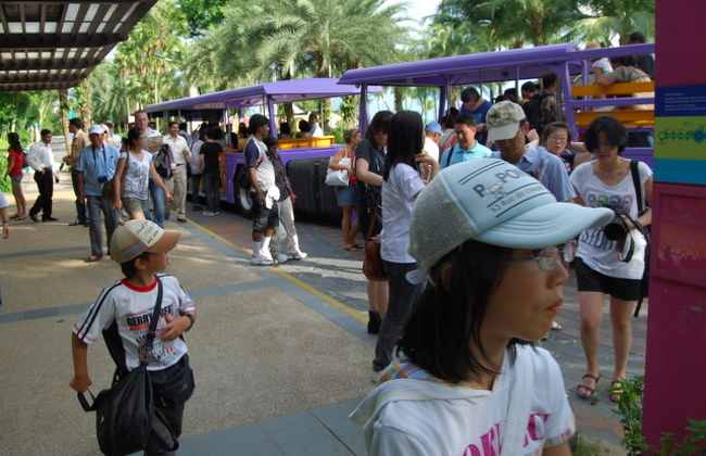 アンダーウォーターワールドへはトラムに乗っていきました。無料です。