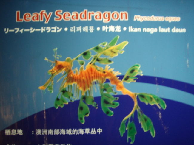 ちょっと写りが悪いですが、こんなのや