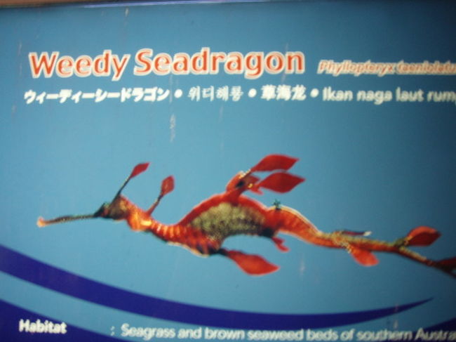 こんなのがいました