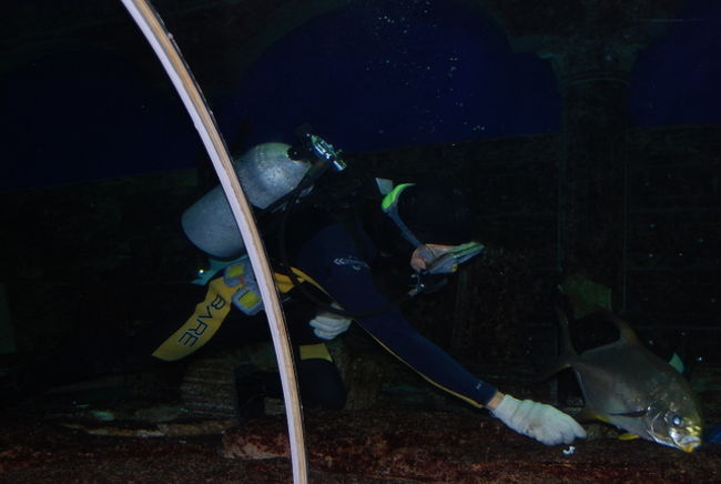 いよいよトンネルに入ってきました。<br />ダイバーが餌をやっています