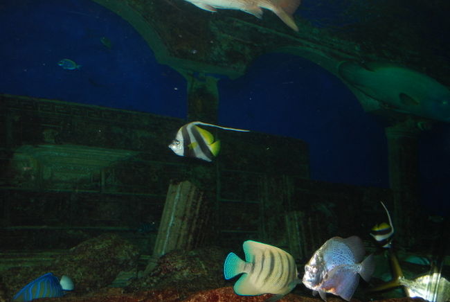 トンネルにはこんなのが泳いでいます。<br />けっこう長いトンネルなので、通路の半分は動く歩道になっています。