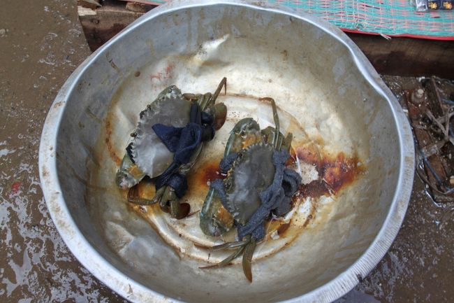 カニが売ってました