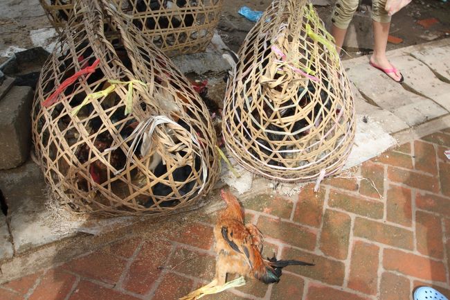 鶏です。鶏を１匹買っていきました。