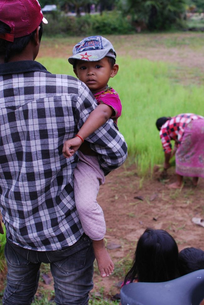 翌日、バンテアイ・スレイへ行きました。<br />途中、延々と広がる水田。<br />早朝から農作業に、一家総出です。