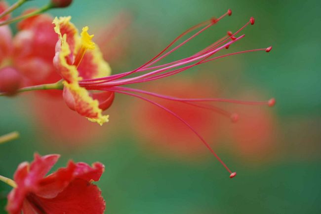 「女の砦」バンテアイ・スレイにて・・