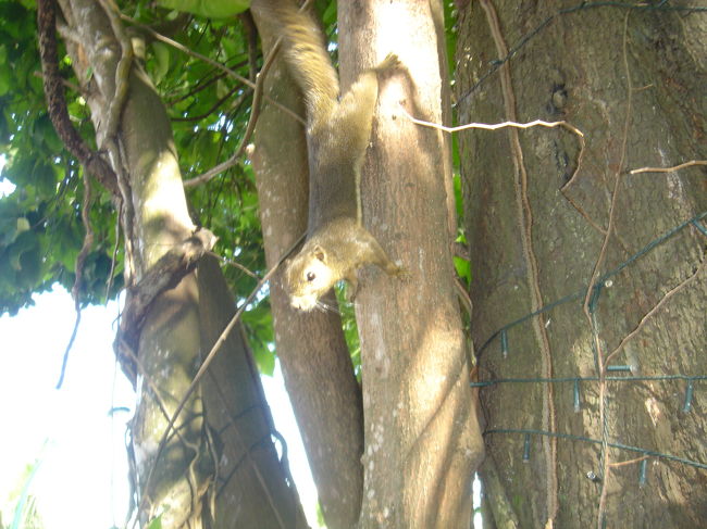 朝食会場に来るリス<br /><br />3匹くらいいました