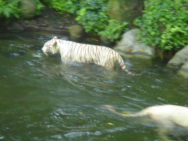 『シンガポール動物園』<br /><br />あまりにも暑っついのでホワイトタイガーも水に入ってばかり