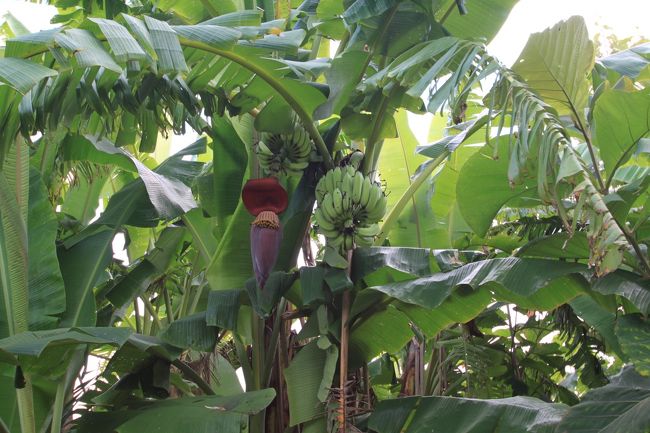 バナナの花とバナナです