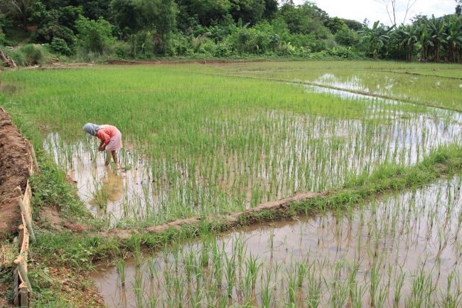 機械化してないから大変そうです